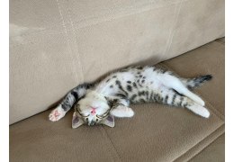 Salon przyjazny zwierzętom – jakie tkaniny wytrzymają pazurki kota?